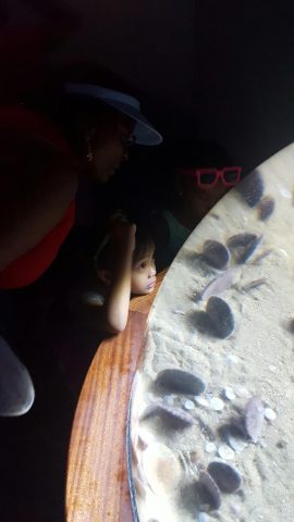 A student and an adult chaperone peering into an aquarium of sand dollars